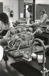 Animal skeletons